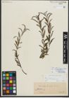 Foto von Salix repens subsp. rosmarinifolia (L.) Andersson